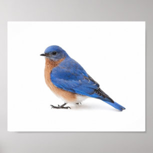 Póster Bluebird
