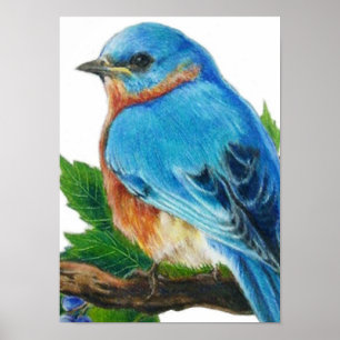 Póster Bluebird de la baya