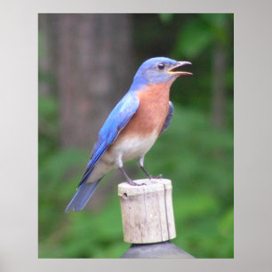 Póster Bluebird del este