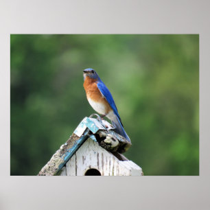 Póster Bluebird del este en casa