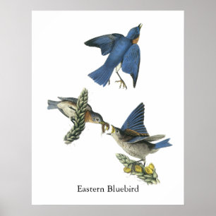 Póster Bluebird del este, Juan Audubon