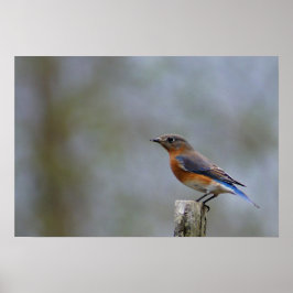 Póster Bluebird en Post