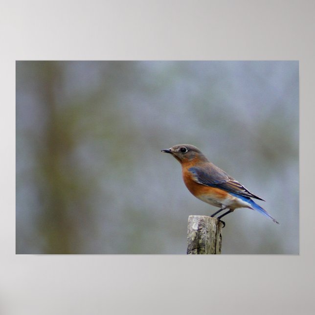 Póster Bluebird en Post (Frente)