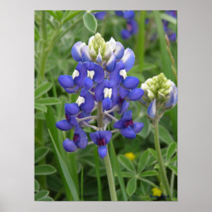Póster Bluebonnet de Tejas