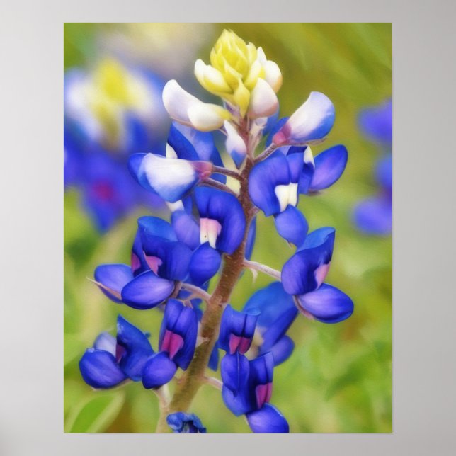 Póster Bluebonnet Texas Flower Close Poster de flores sil (Frente)