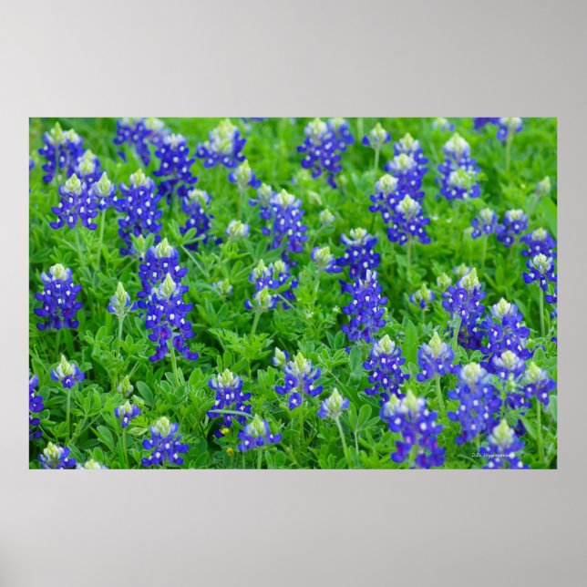 Póster Bluebonnets (Frente)