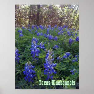 PÓSTER BLUEBONNETS DE TEJAS