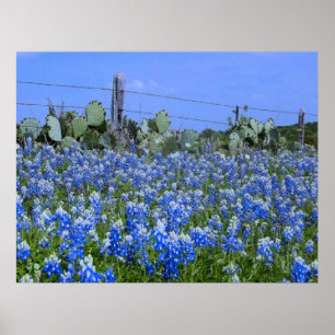 Póster Bluebonnets del país de la colina de