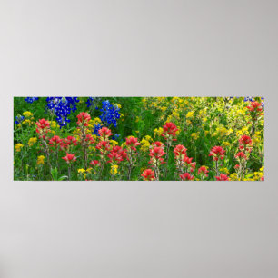 Póster Bluebonnets y brocha india - Panaoramic