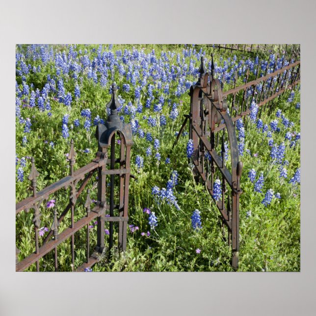 Póster Bluebonnets y la puerta del cementerio circundante (Frente)