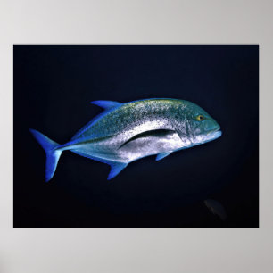 Póster Bluefin Trevally