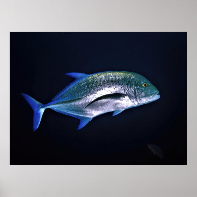 Póster Bluefin Trevally (Frente)