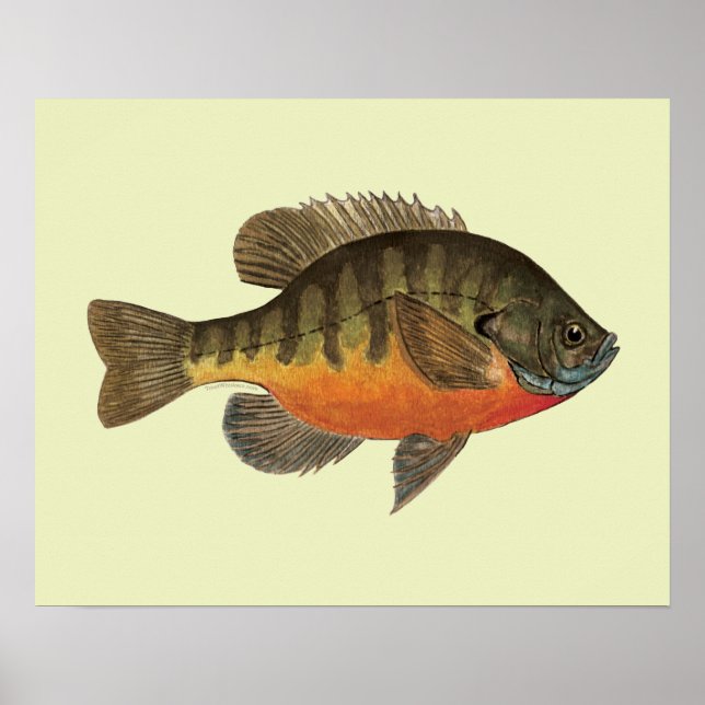 Póster Bluegill Bream (Frente)