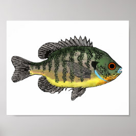 Póster Bluegill Sunfish