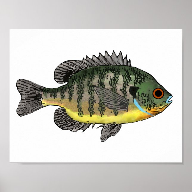 Póster Bluegill Sunfish (Frente)