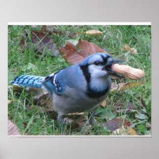 Póster Bluejay Poster