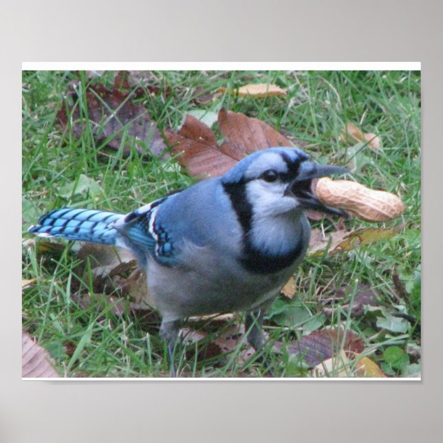 Póster Bluejay Poster (Frente)
