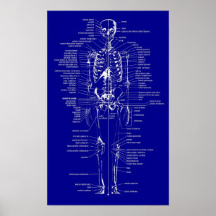 Póster Blueprint Style skeleton