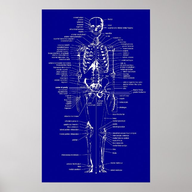 Póster Blueprint Style skeleton (Frente)