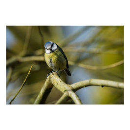Póster Bluetit mirando la cámara