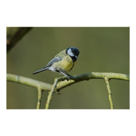 Póster Bluetit sentado en un árbol