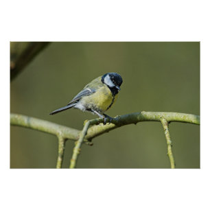 Póster Bluetit sentado en un árbol