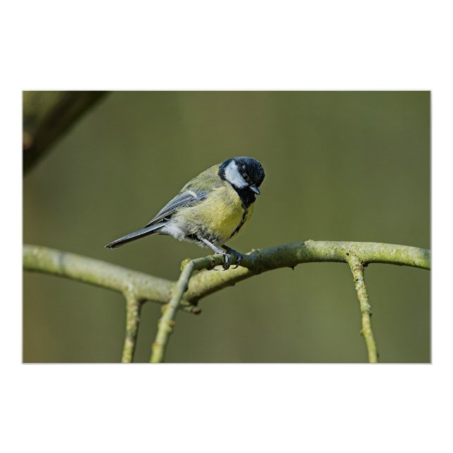 Póster Bluetit sentado en un árbol (Anverso)