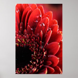Póster Blume