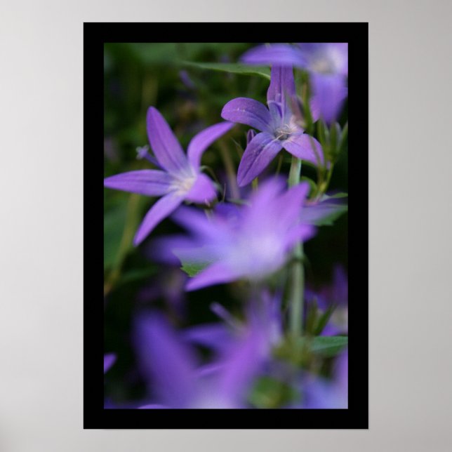 Póster Blur - Campanula - Fotografía floral (Frente)