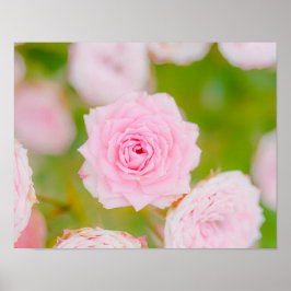 Póster Blushing Petals