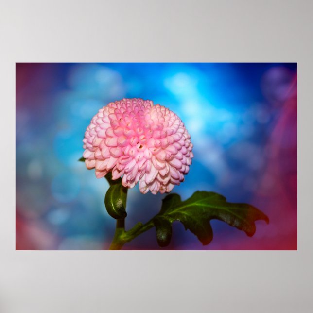 Póster Blütenzauber (Frente)