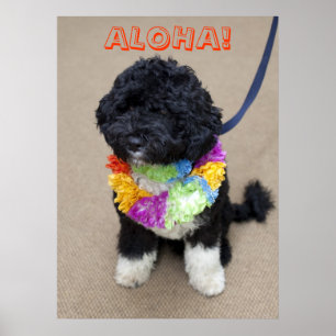 Póster Bo Obama - Poster de Aloha