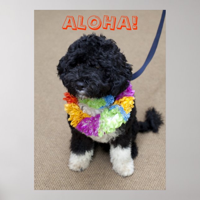 Póster Bo Obama - Poster de Aloha (Frente)