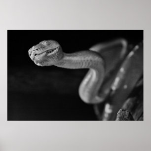 Póster Boa de árbol blanco y negro