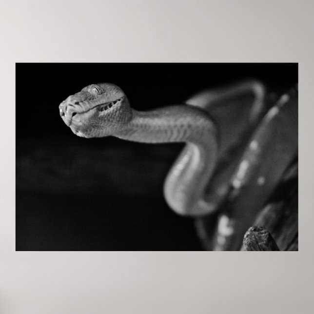 Póster Boa de árbol blanco y negro (Frente)