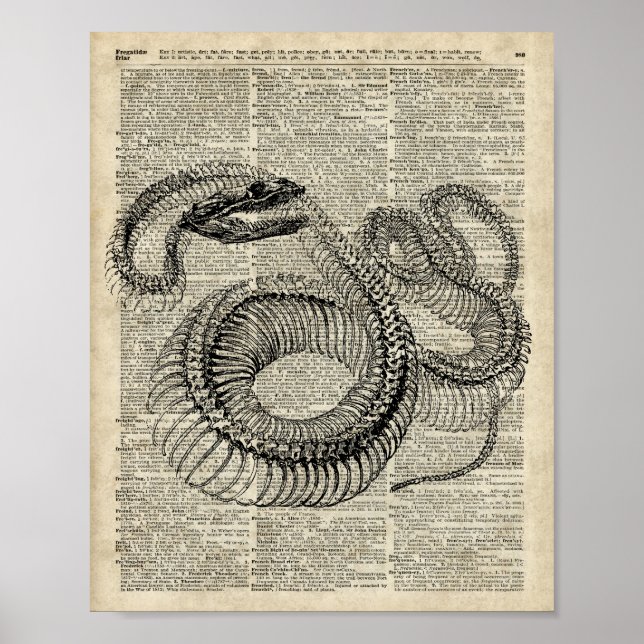 Póster Boa Snake Skeleton Vintage Dictionary (Frente)