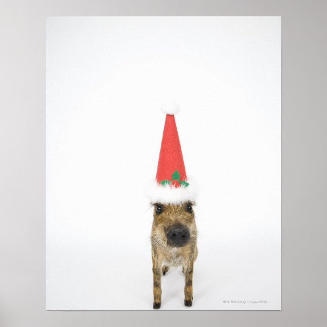 Póster Boar salvaje con gorra de Navidades (Frente)