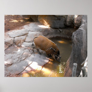 Póster Boar salvaje en el zoológico de Fuengirola