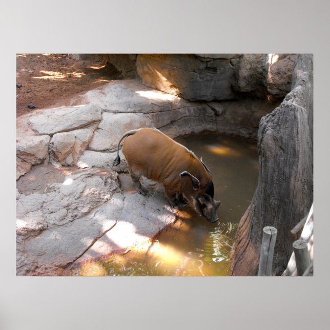 Póster Boar salvaje en el zoológico de Fuengirola (Frente)