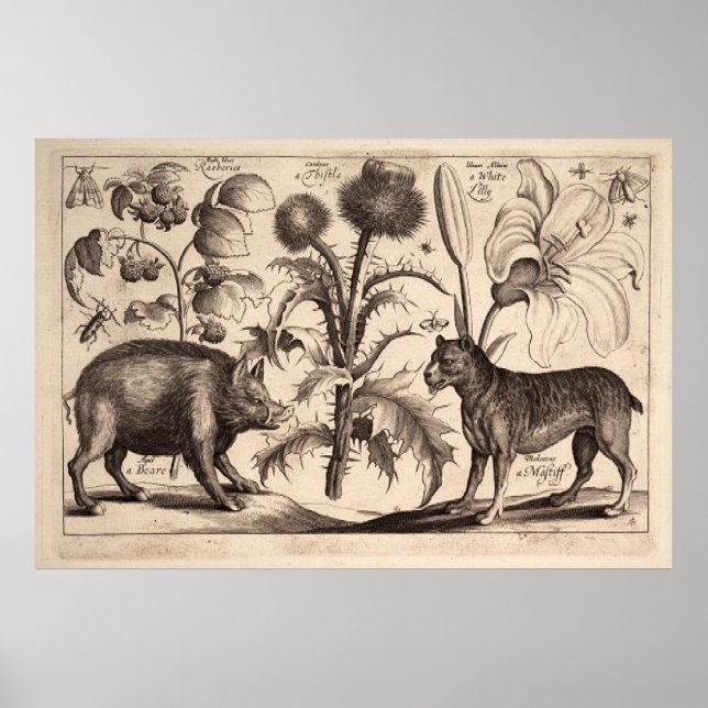 Póster Boar y Mastiff (Frente)