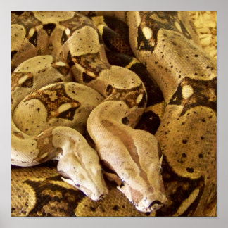 Póster Boas de cola roja