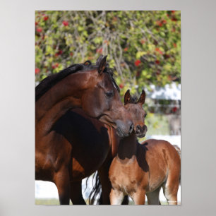 Póster Bob Langrish   Arab Mare and Foal Standing