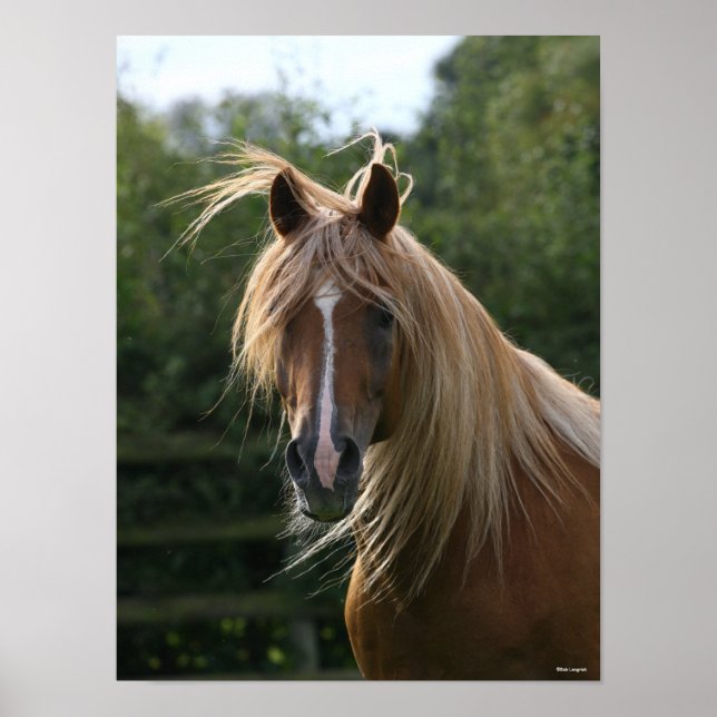 Póster Bob Langrish | Arab Stallion Headshot (Frente)