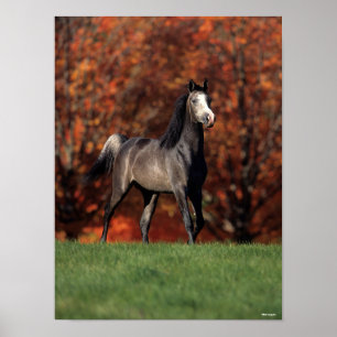 Póster Bob Langrish   Arab Standing Autumn Background