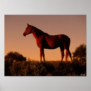 Póster Bob Langrish   Arab Standing In Sunset