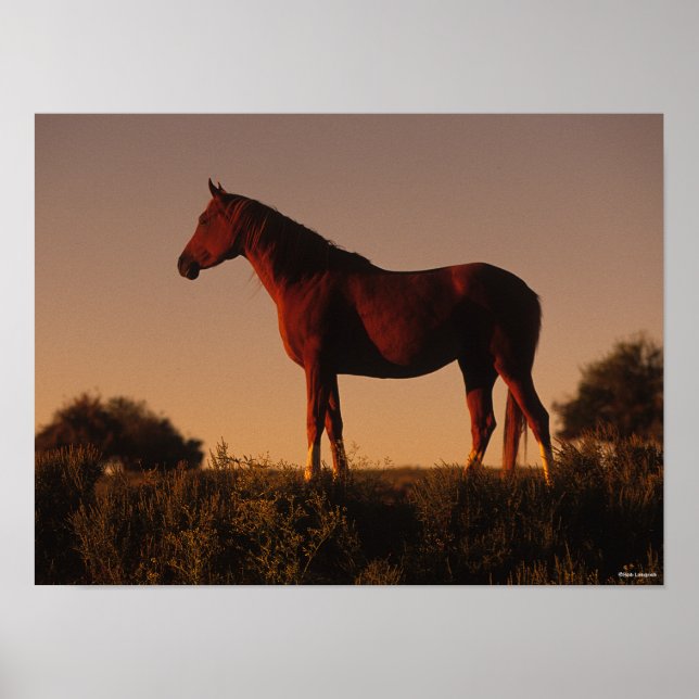 Póster Bob Langrish | Arab Standing In Sunset (Frente)