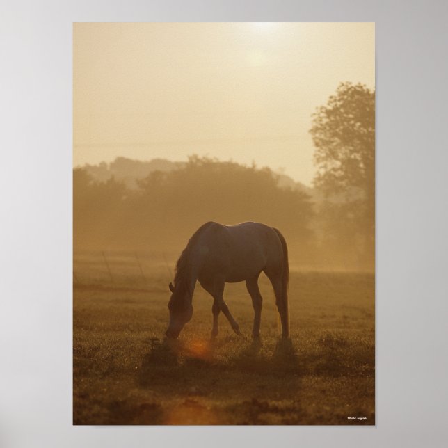 Póster Bob Langrish | Arrazo árabe al atardecer (Frente)