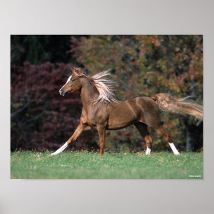 Póster Bob Langrish   Arroz de Stallion Mane y cola árab
