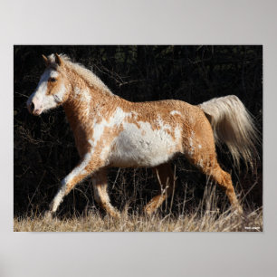 Póster Bob Langrish Bashkir Curly Horse Stallion Caminand