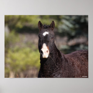 Póster Bob Langrish Bashkir Curly Mare headshot